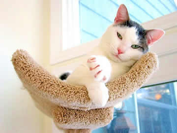 a cat in a cat tree is looking at you